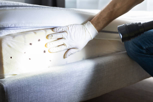 Best Ant Control Services  in Southern View, IL