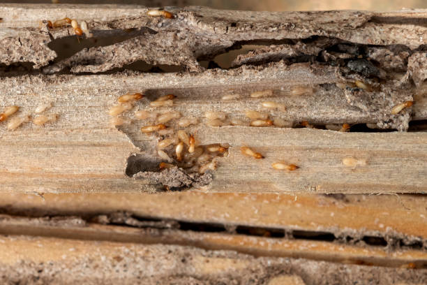 Best Pest Control for Homes  in Southern View, IL