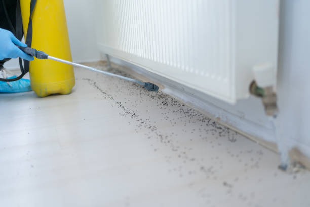 Best Affordable Pest Control Services  in Southern View, IL